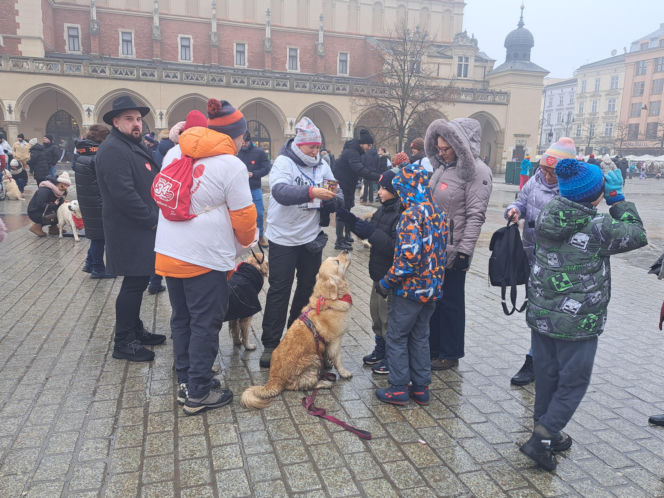 34. finał WOŚP w Krakowie. Golden Retrievery na Rynku Głównym
