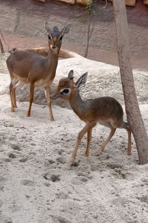 Najmniejsza antylopa świata urodziła się w zoo we Wrocławiu. Od razu skradła serca!