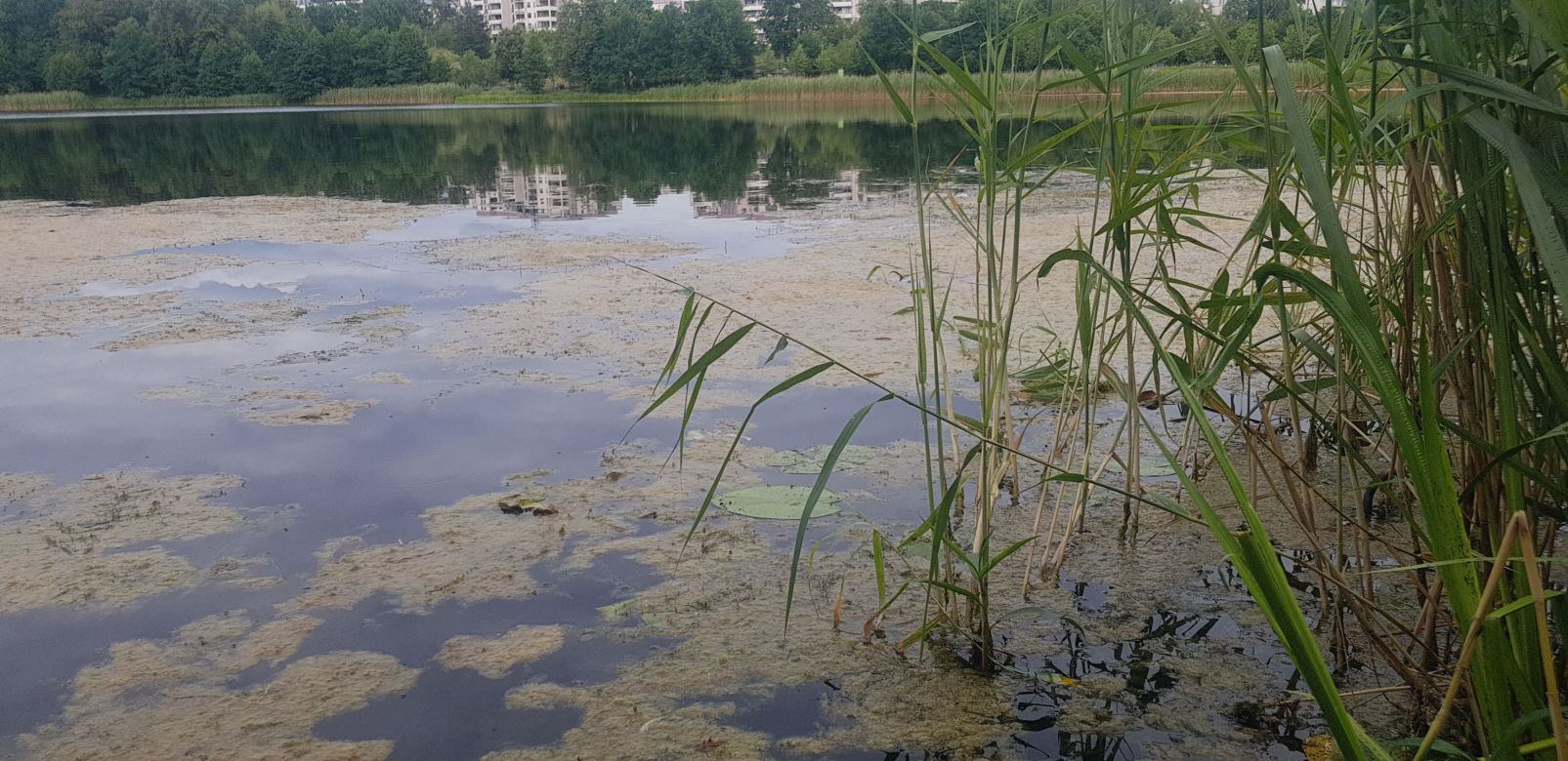Jezioro Długie w Olsztynie zostanie oczyszczone z nadmiaru moczarki