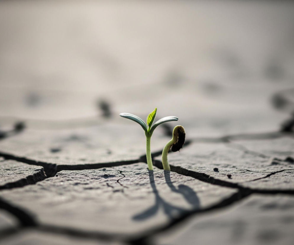 Dwa małe pędy rośliny wyrastają z popękanej, suchej ziemi. Większy pęd, po lewej stronie, ma dwie rozłożone, jasnozielone liście oraz jeden mniejszy, bardziej intensywnie zielony liść na środku. Obok niego, po prawej stronie, widać mniejszy pęd z zakrzywionym, ciemnym, niemal czarnym ziarnem na końcu. Obydwa pędy rzucają wyraźne cienie na spękaną powierzchnię ziemi, która jest szarawo-beżowa i pokryta siecią głębokich pęknięć. Tło jest rozmyte i jaśniejsze niż pierwszy plan.