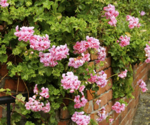pelargonia9.jpg