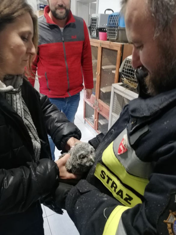 Strażacy uratowali sówkę