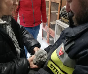 Strażacy uratowali sówkę
