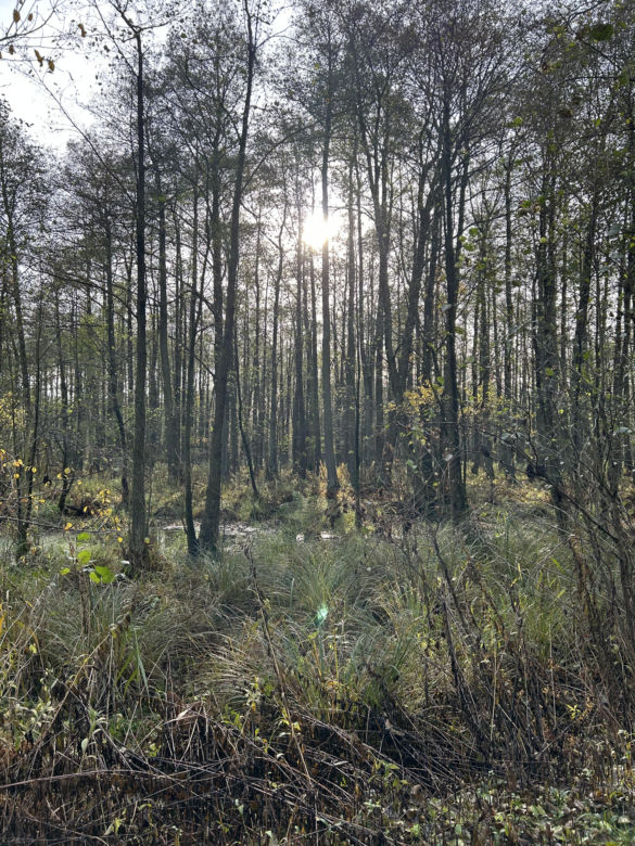Mokradła niedaleko Grąblina