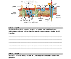 Matura 2022: biologia rozszerzona. Arkusze CKE, zadania, pytania. Poziom rozszerzony