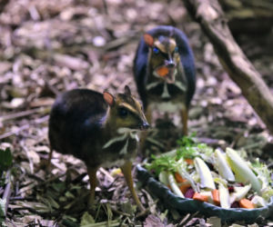 Myszojeleń we wrocławskim zoo osiągnął już rozmiary dorosłego osobnika