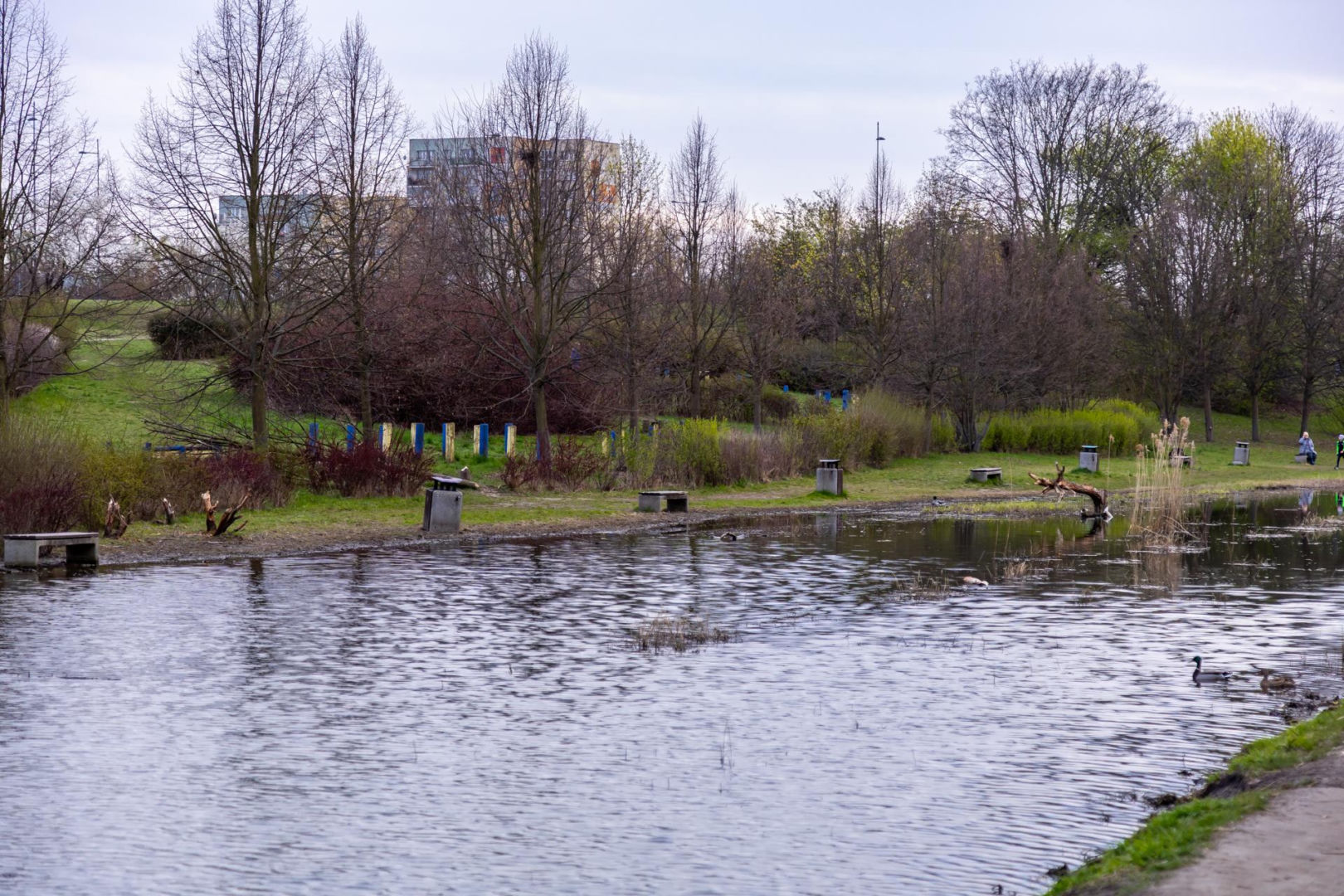 Bobrowe tamy na Potoku Służewieckim w Warszawie