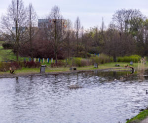 Bobrowe tamy na Potoku Służewieckim w Warszawie