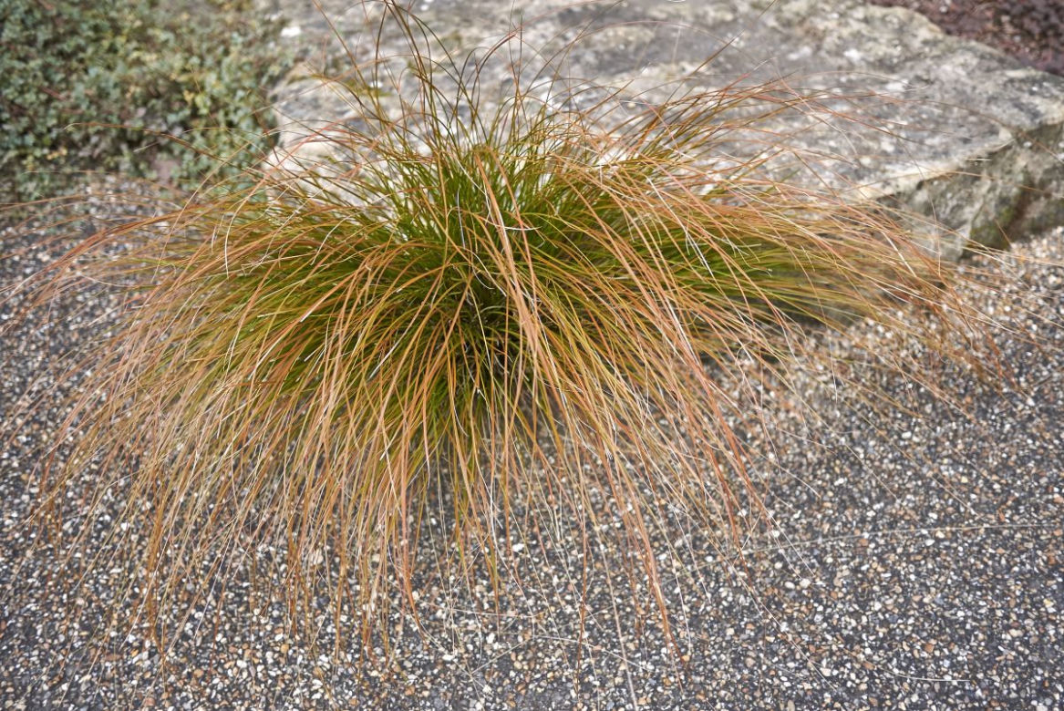 Turzyca Buchanana