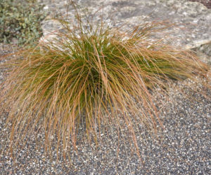 Turzyca Buchanana