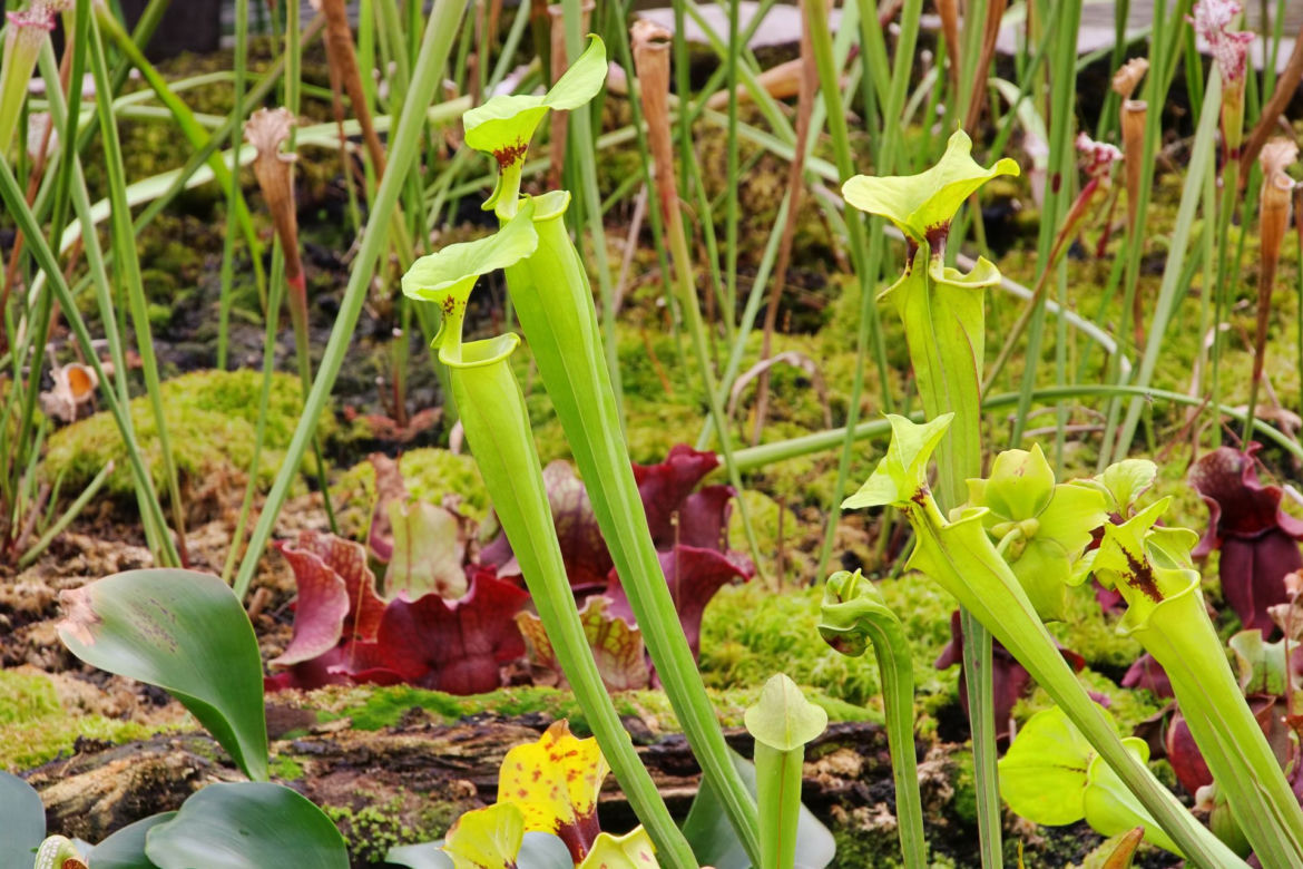Kapturnica (Sarracenia)