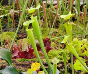 Kapturnica (Sarracenia)