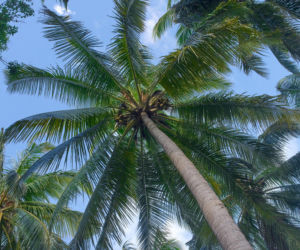 Królowa Przetrwania 3, odcinek 5