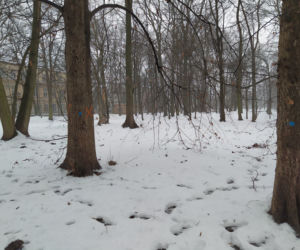 Gdzie mieścił się kiedyś letni teatr? Siedlecki park Aleksandria sto lat temu i w pierwszym tygodniu stycznia 2021: