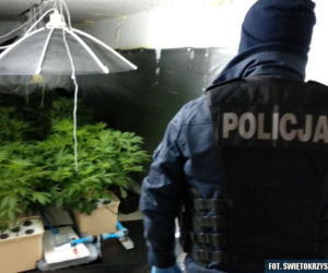 Wspólna akcja policjantów z Kielc i Grudziądza. Odkryli podziemną plantację