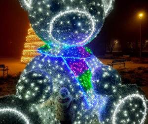 Ze szronem są jeszcze piękniejsze! Świąteczne iluminacje w Łomży