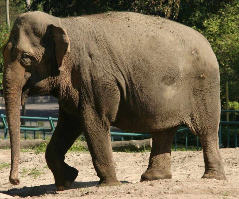 Przeszła piekło w cyrku, a po śmierci przyjaciółki została sama. Słonica Wiki opuści gdańskie zoo?