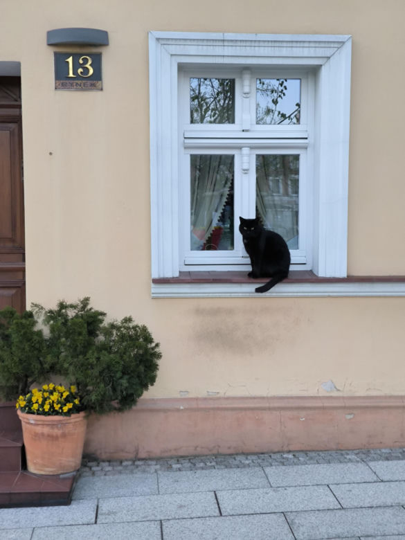 leszczyńskie koty