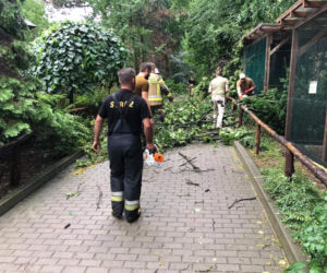 Nawałnica zniszczyła Zoo Płock! Placówka zamknięta! Co ze zwierzętami? [ZDJĘCIA]