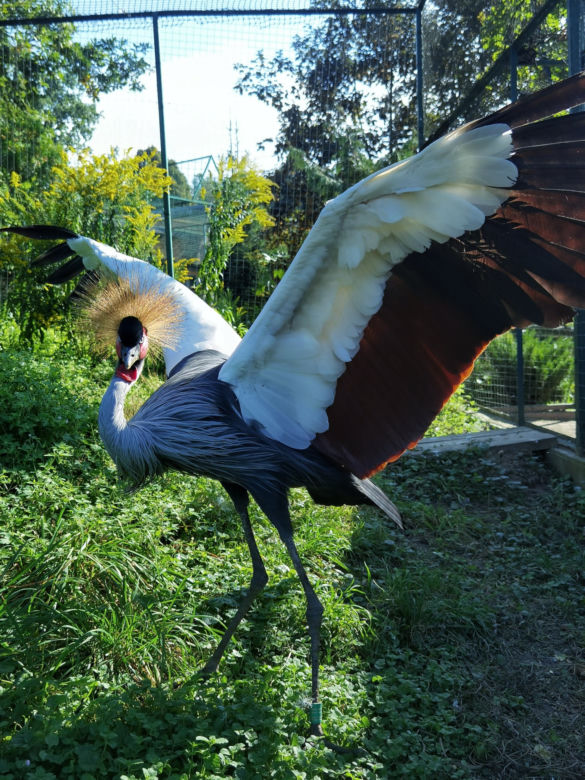 Warszawiacy pomogli ukraińskiemu zoo. Ogromny transport darów dla zwierząt już dotarł na miejsce