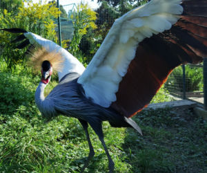 Warszawiacy pomogli ukraińskiemu zoo. Ogromny transport darów dla zwierząt już dotarł na miejsce