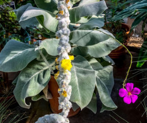 Dziewanna jedwabista