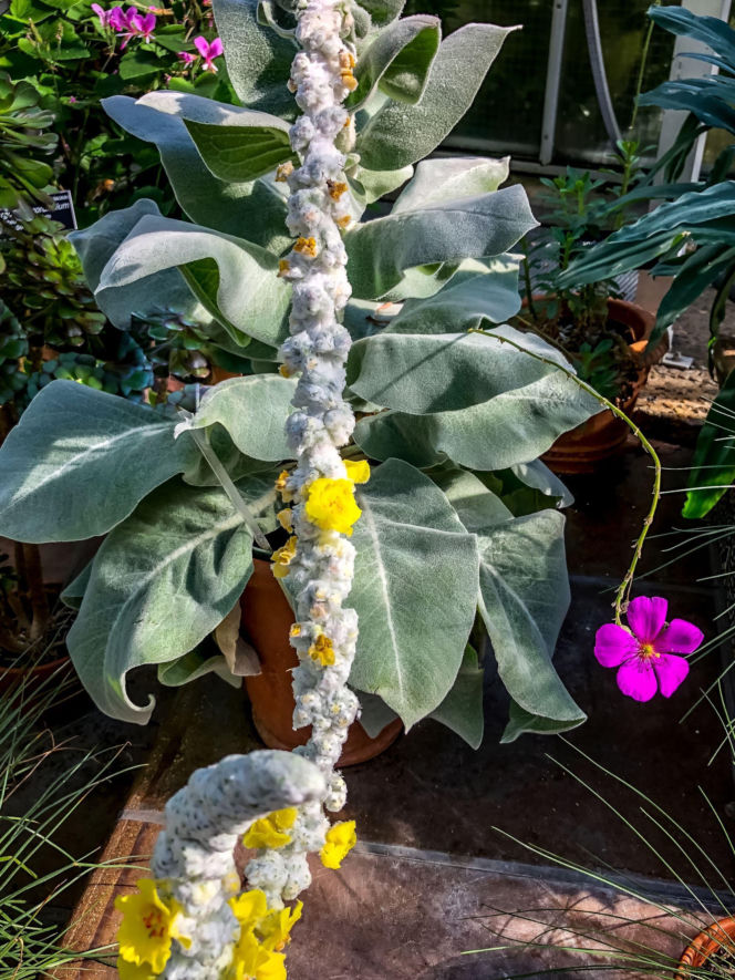 Dziewanna jedwabista