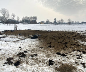 Żubry wyjadają nam jedzenie