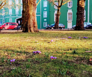 Pierwsze krokusy na Jasnych Błoniach w Szczecinie