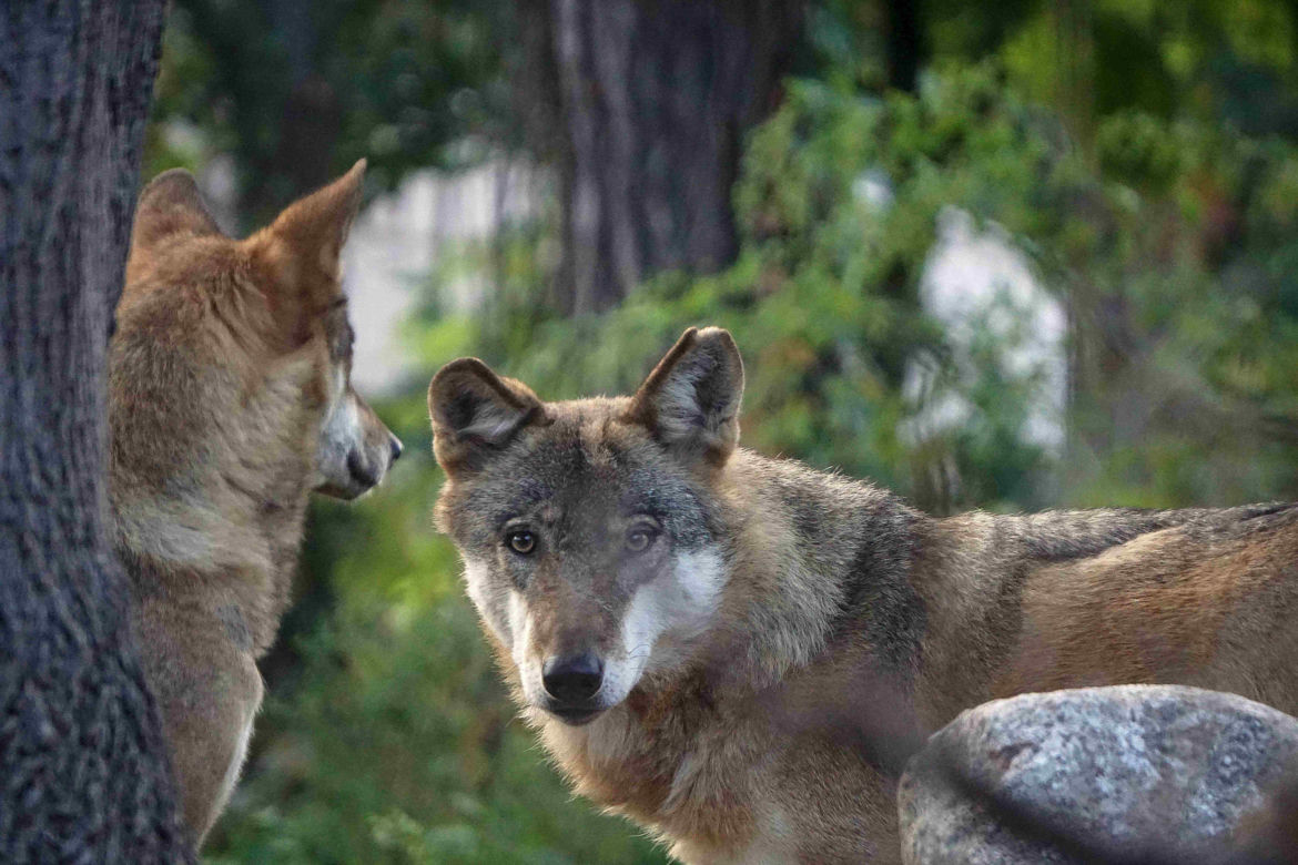 Weekendowe atrakcje we wrocławskim zoo: Dzień Wilka i charytatywny "Dziki Bieg"