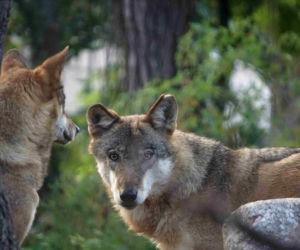 Weekendowe atrakcje we wrocławskim zoo: Dzień Wilka i charytatywny Dziki Bieg