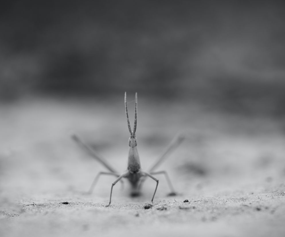 Straszyki i patyczaki. Mielecka Biblioteka wspólnie z Nadleśnictwem Tuszyma organizuje warsztaty entomologiczne