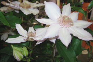 Powojnik wielkokwiatowy 'Nina' - Clematis 'Nina'