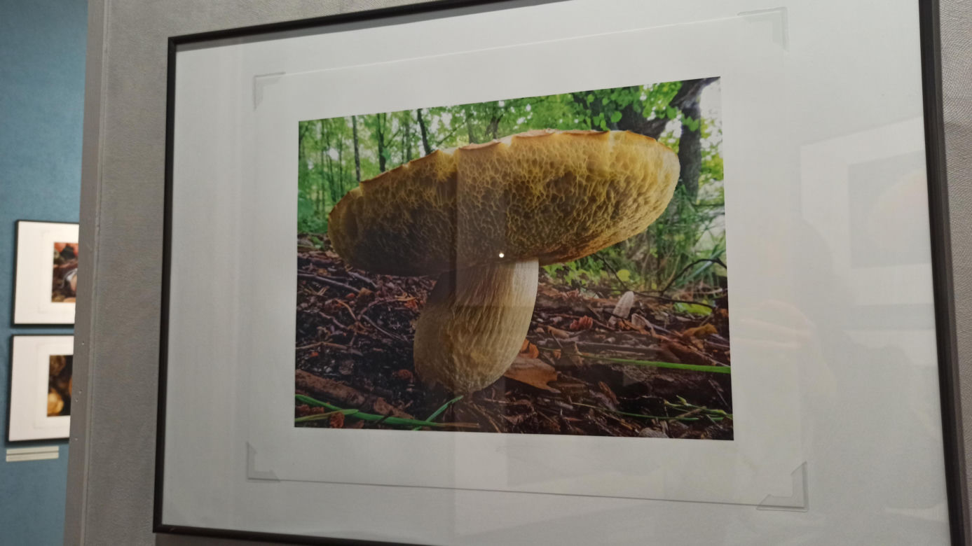 Muzeum Przyrody w Olsztynie. Poznajcie faunę oraz florę Warmii i Mazur