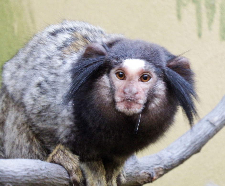 Marmozeta czarnoucha