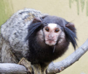 Marmozeta czarnoucha