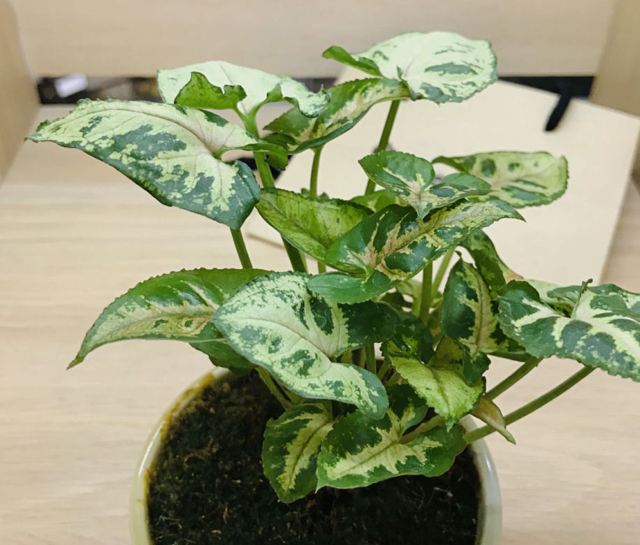 Podlewanie syngonium