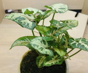 Syngonium