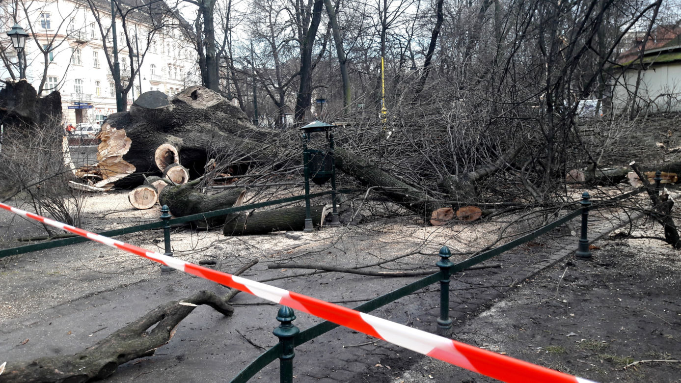 Ogromne drzewo powalone na Plantach [ZDJĘCIA]