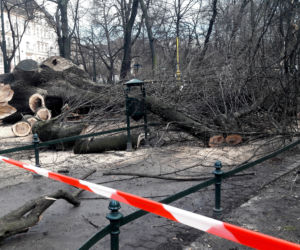 Ogromne drzewo powalone na Plantach [ZDJĘCIA]
