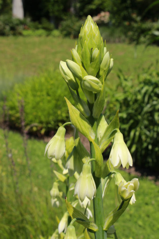 Galtonia biaława