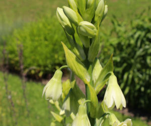 Galtonia biaława
