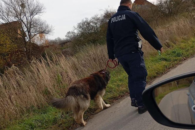 Trzebnica. Policjant przekupił psa posiłekiem. Jego właściciel potrzebował pomocy