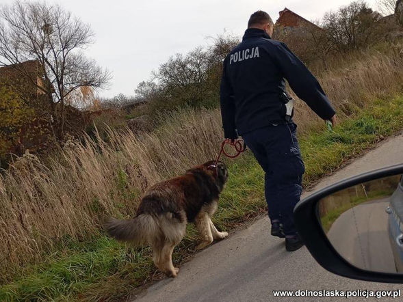 Pies nie pozwalał podejść do właściciela, który leżał na ziemi. Tak przekonał go policjant z Trzebnicy!