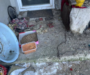 Interwencja w gminie Brody. Pies zamarzł na łańcuchu przywiązany do fotela. „Ludzie to potwory”