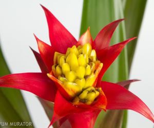 Guzmania