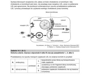 Matura 2022: biologia rozszerzona. Arkusze CKE, zadania, pytania. Poziom rozszerzony