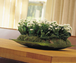 Kalanchoe Blossfelda