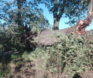 Powiśle. Halny łamał gigantyczne drzewa jak zapałki i przewracał je na samochody!