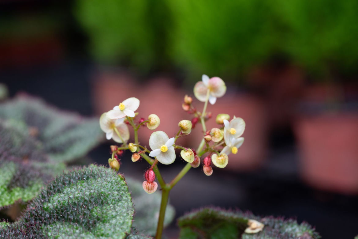 Begonia Masona